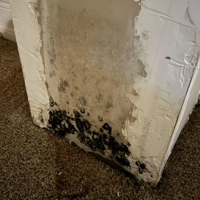 Professional Mold Removal in Louisa, KY